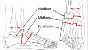 PARTS OF FOOT 