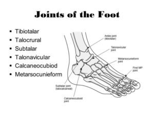 Joints of foot 