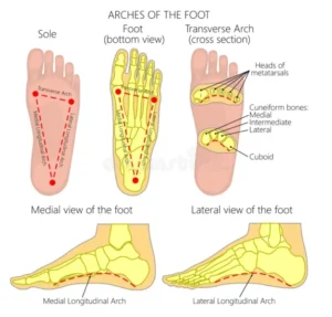 Arches of Foot 