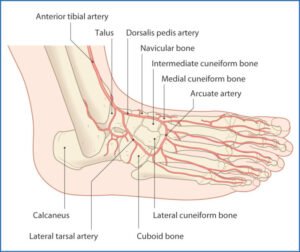 Arteries of foot 