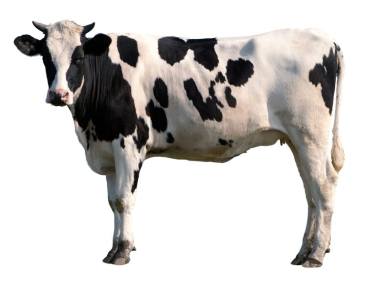 Black,And,White,Cow,Isolated